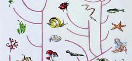 Evolutionary Tree