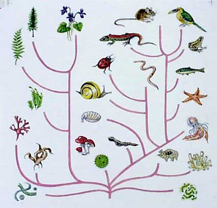 evtree Evolutionary Tree
